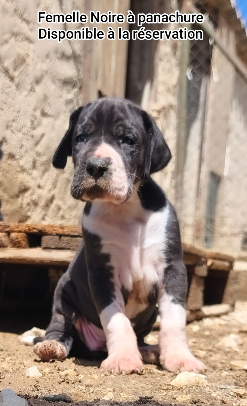 de l'Outsaïna - Chiots disponibles - Dogue allemand