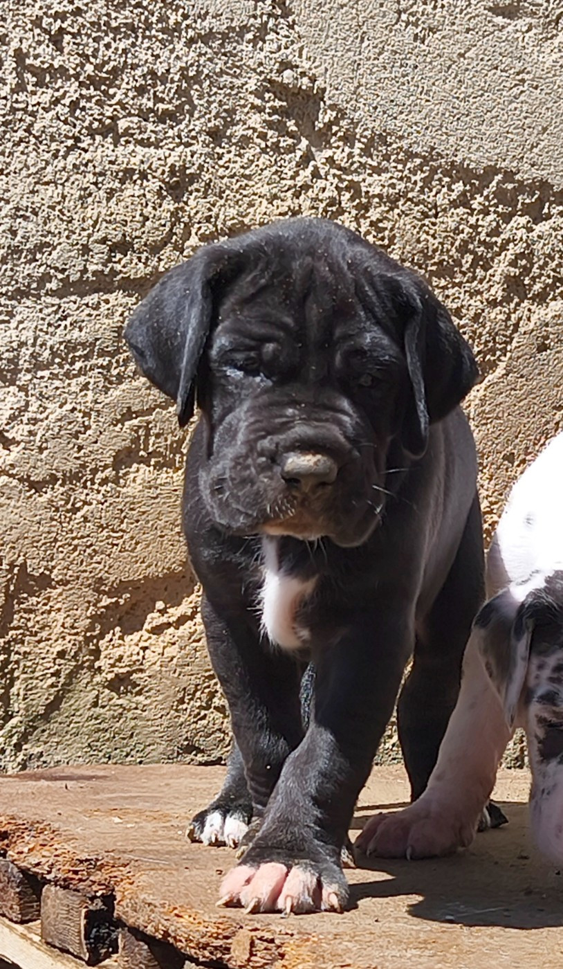 de l'Outsaïna - Chiots disponibles - Dogue allemand