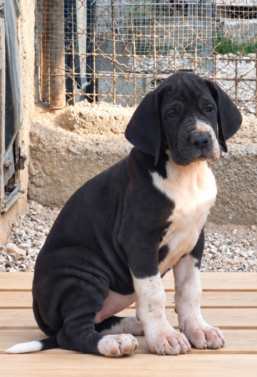 Chiot Dogue allemand de l'Outsaïna