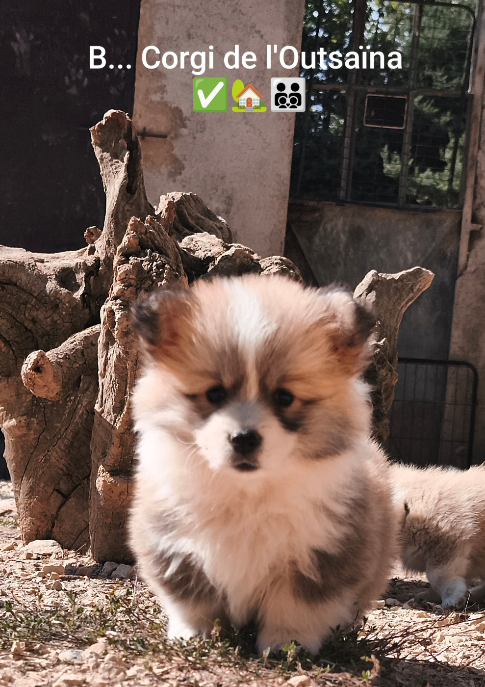 de l'Outsaïna - Chiots disponibles - Welsh Corgi Pembroke