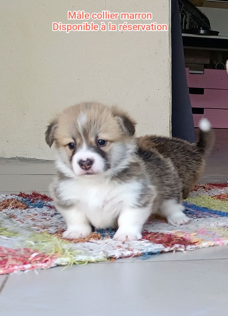 de l'Outsaïna - Chiots disponibles - Welsh Corgi Pembroke