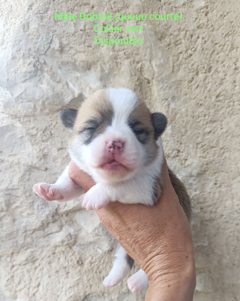 de l'Outsaïna - Chiots disponibles - Welsh Corgi Pembroke
