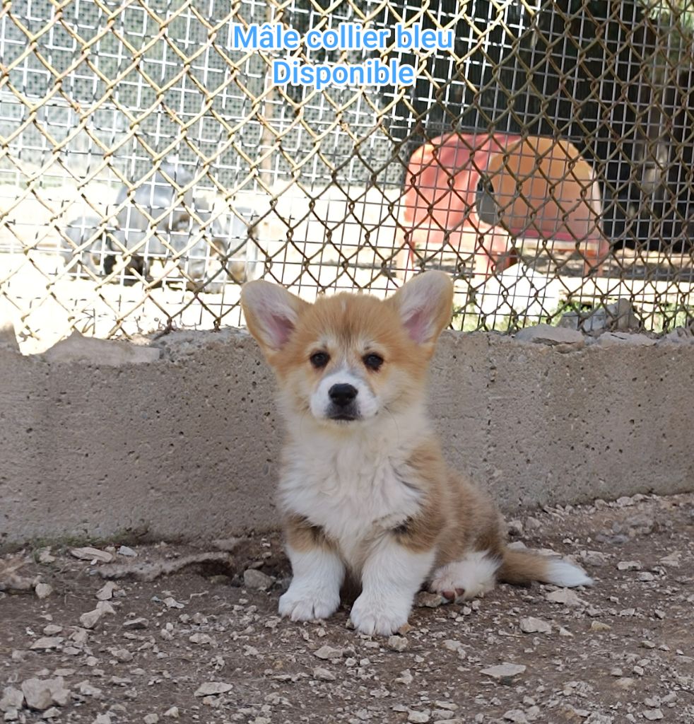 de l'Outsaïna - Chiots disponibles - Welsh Corgi Pembroke