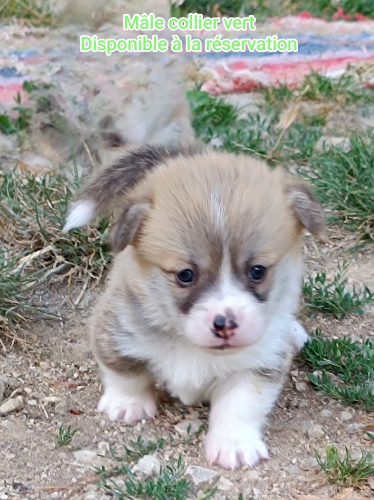 de l'Outsaïna - Chiots disponibles - Welsh Corgi Pembroke