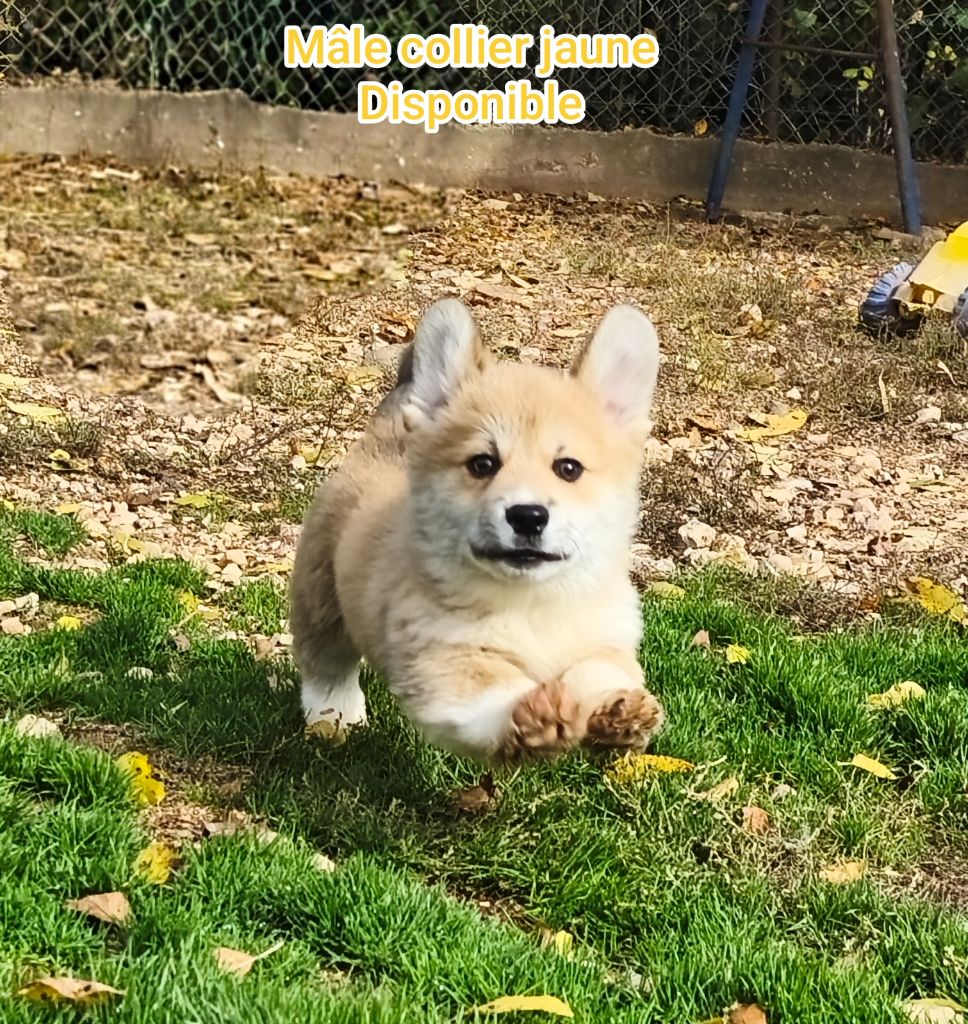 de l'Outsaïna - Chiots disponibles - Welsh Corgi Pembroke
