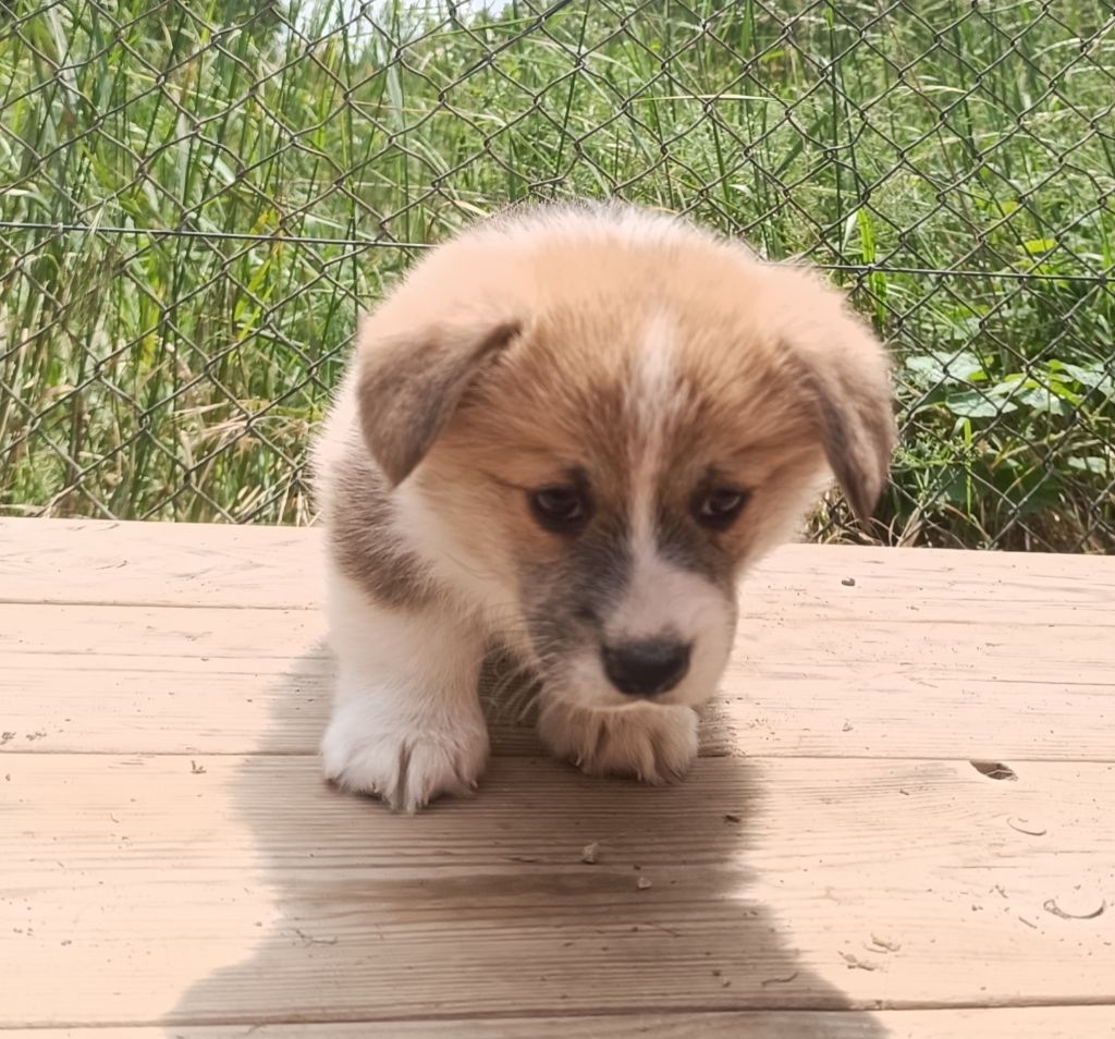 de l'Outsaïna - Chiots disponibles - Welsh Corgi Pembroke