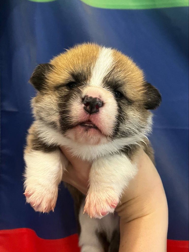 de l'Outsaïna - Chiots disponibles - Welsh Corgi Pembroke