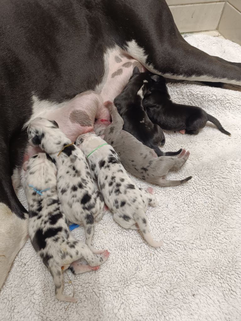 Chiot Dogue allemand de l'Outsaïna