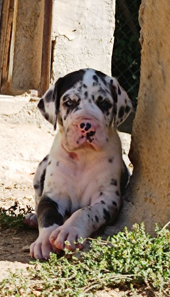 de l'Outsaïna - Chiots disponibles - Dogue allemand