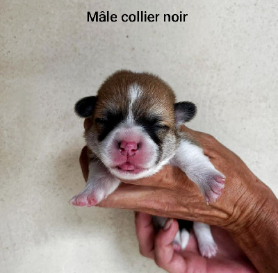 Mâle collier noir