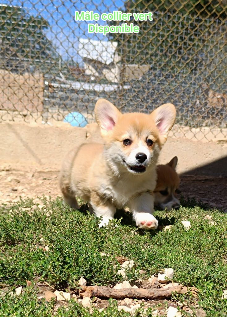 de l'Outsaïna - Chiots disponibles - Welsh Corgi Pembroke