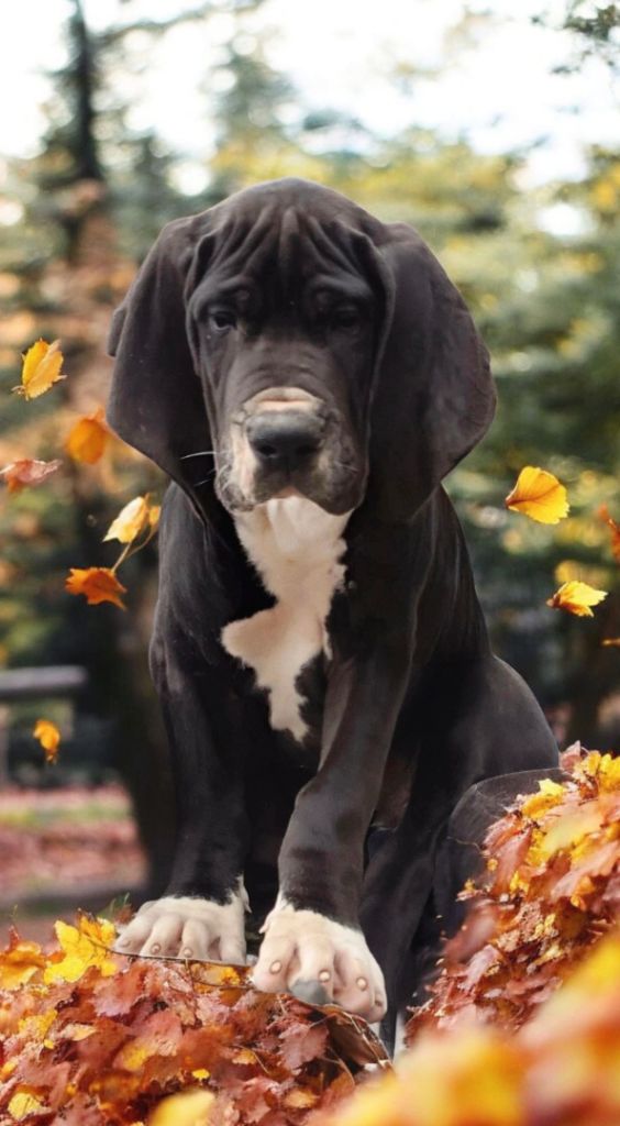 de l'Outsaïna - Chiots disponibles - Dogue allemand