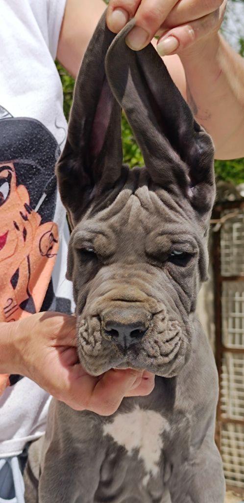 de l'Outsaïna - Chiots disponibles - Dogue allemand