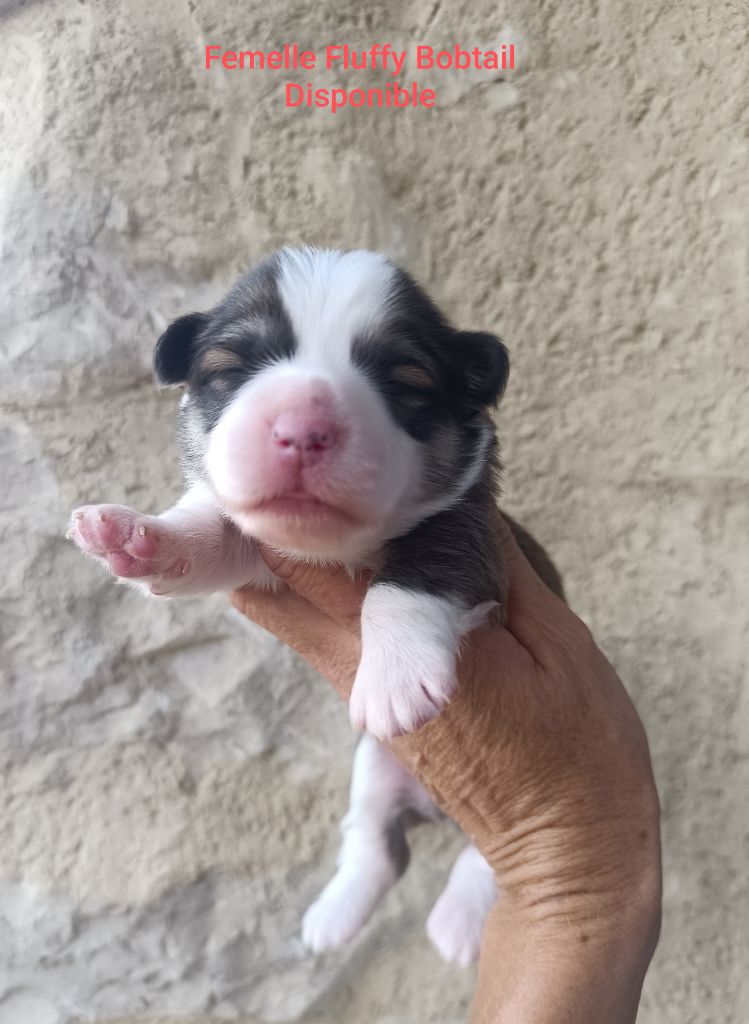 de l'Outsaïna - Chiots disponibles - Welsh Corgi Pembroke