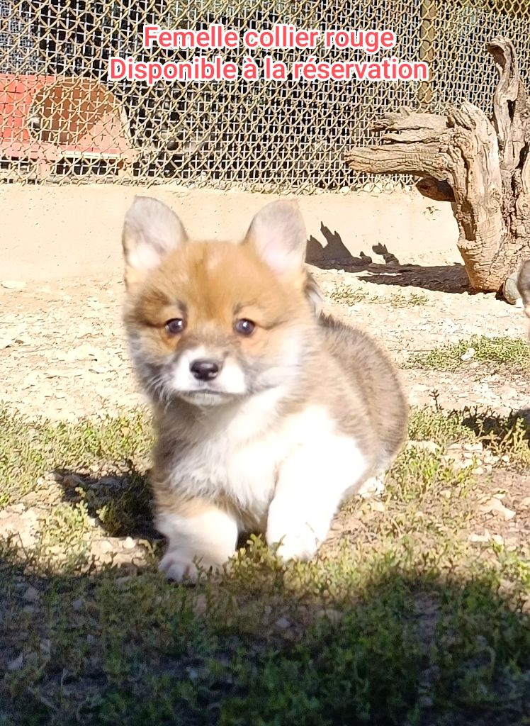 de l'Outsaïna - Chiots disponibles - Welsh Corgi Pembroke